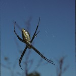 Argiope trifasciata female