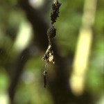 Cyclosa turbinata in her trashline