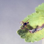 Cyclosa turbinata male