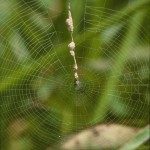 Cyclosa turbinata in her trashline