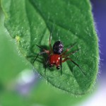 Hypsosinga rubens male