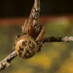 Larinioides cornutus female