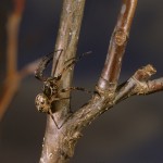 Larinioides cornutus male