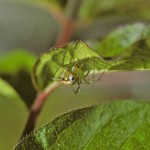 Mangora gibberosa female