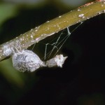 egg case of Mastophora hutchinsoni