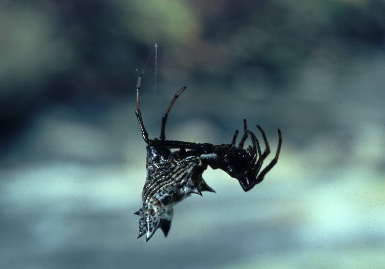 Micrathena gracilis female