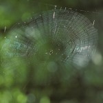 Micrathena gracilis female in her web