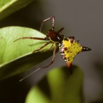 Micrathena sagittata female