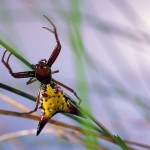 Micrathena sagittata female