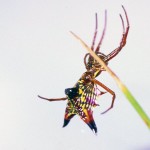 Micrathena sagittata female side view