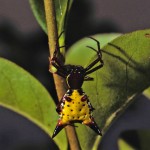 Micrathena sagittata female