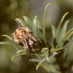 Neoscona arabesca female