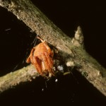 Neoscona arabesca female an unusually orange individual