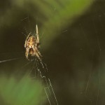 Neoscona arabesca subadult female