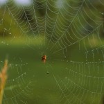 Neoscona arabesca female (in her web)