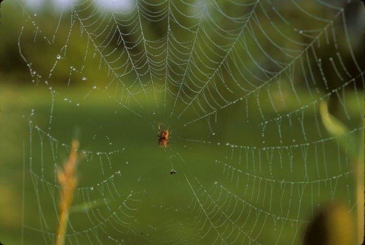 Neoscona arabesca female (in her web)