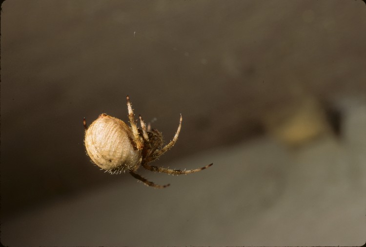 Neoscona crucifera female