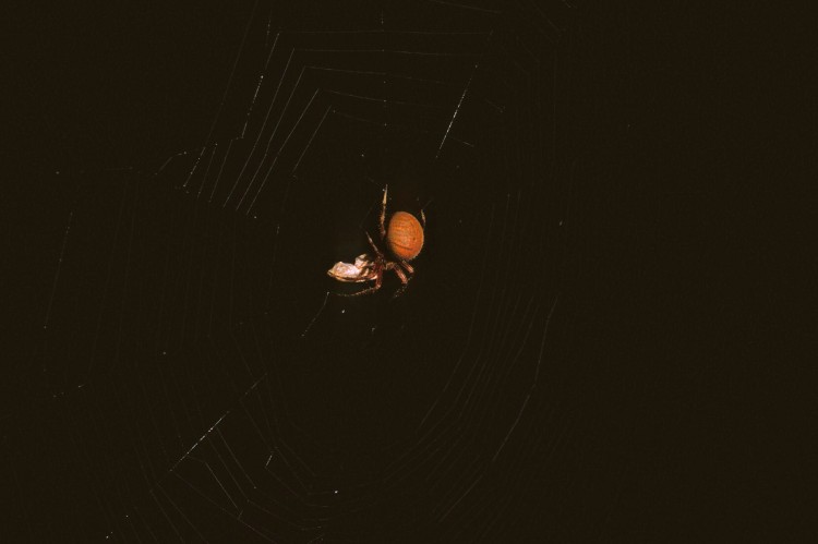 Neoscona crucifera female (with prey)