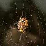 Neoscona crucifera female (underside)