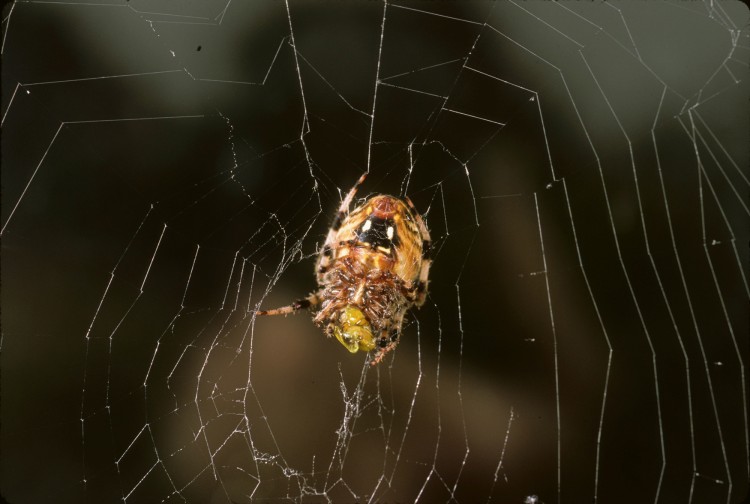 Neoscona crucifera female (underside)