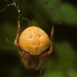 Neoscona crucifera female