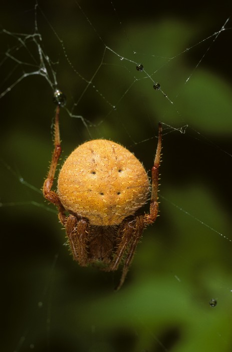 Neoscona crucifera female