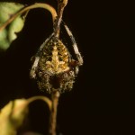 Neoscona crucifera female