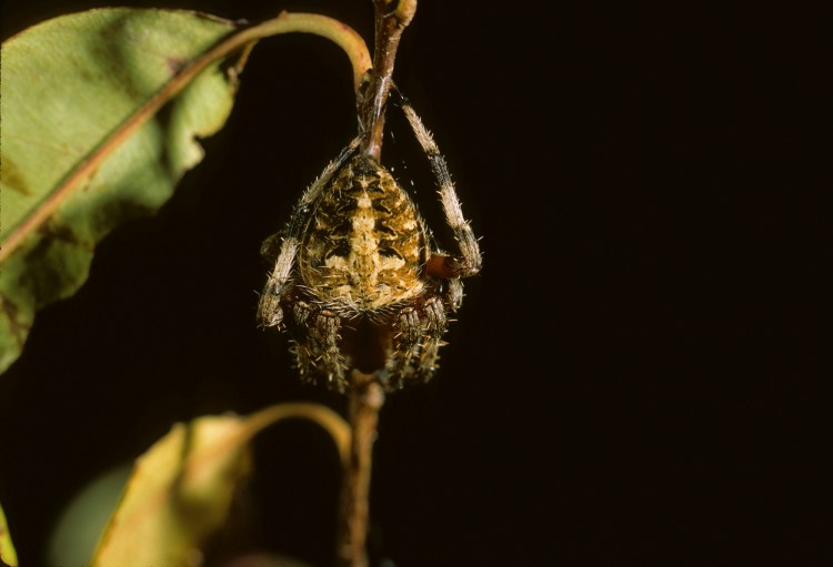 Neoscona crucifera female