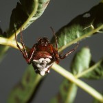 Verrucosa arenata female (red/white form)