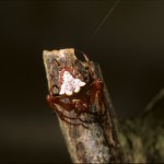 Verrucosa arenata female (red/white form)