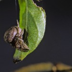 Ocrepeira ectypa female