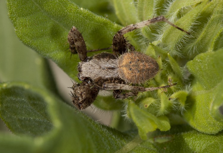 male Neoscona crucifera resting