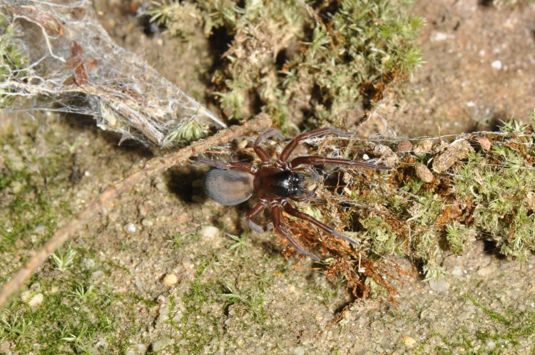 Callobius bennetti female coaxed out of her web