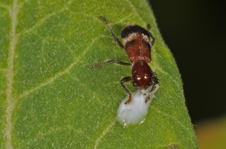 checkered beetle Enoclerus rosmarus