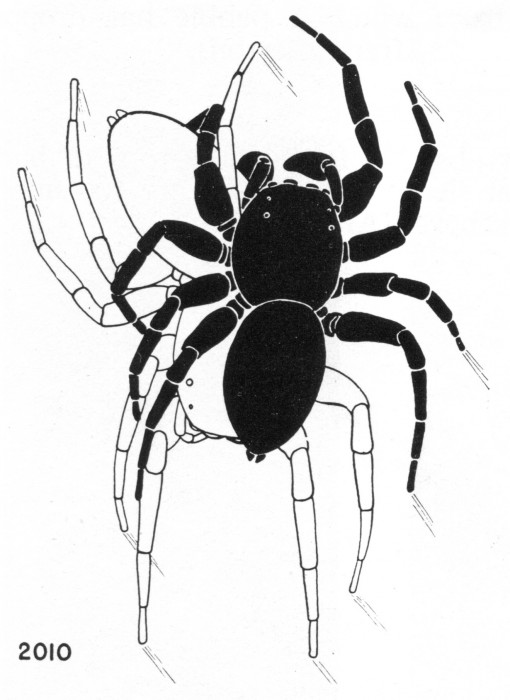 mating position of the jumping spider Phidippus clarus (from Kaston's Spiders of Connecticut)