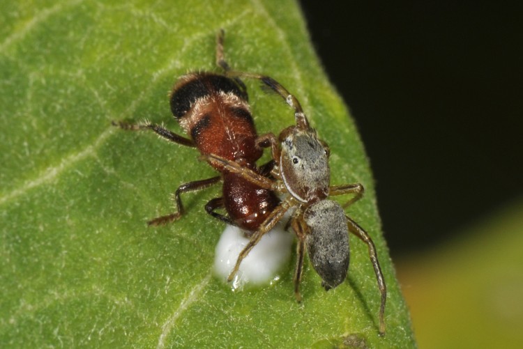 Tutelina elegans male on top of a checkered beetle