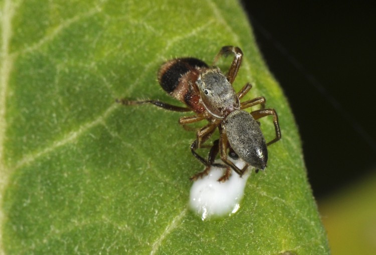 Tutelina elegans male on top of a checkered beetle