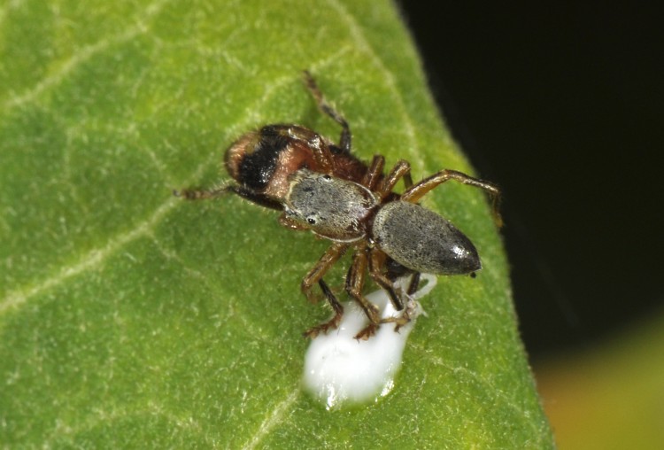 Tutelina elegans male on top of a checkered beetle