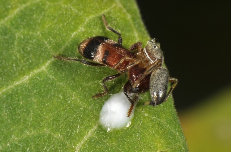 Tutelina elegans male on top of a checkered beetle