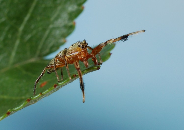 adult male Tutelina elegans, in captivity waving his legs