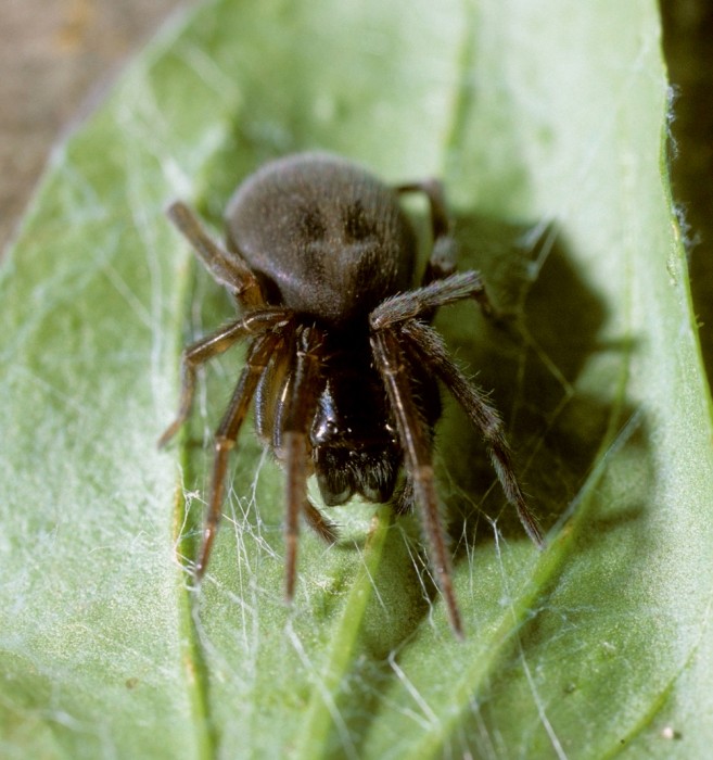 Amaurobius ferox female