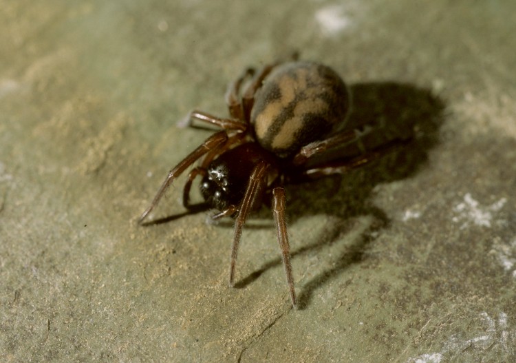 Callobius bennetti female