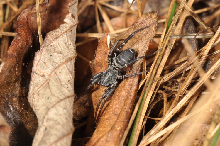 Castianeira longipalpa female