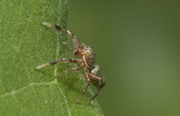 Tutelina elegans male