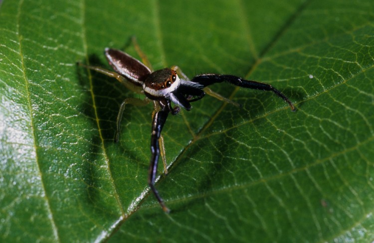 Hentzia palmarum adult male