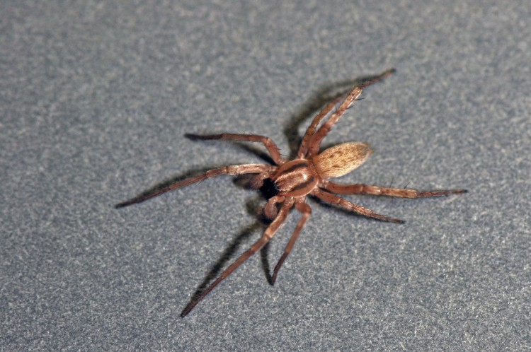 garden ghost spider Hibana gracilis subadult male