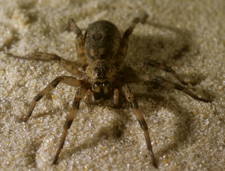 Hogna baltimoriana female