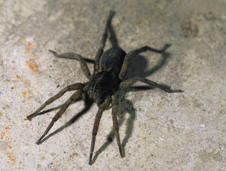 field wolf spider Tigrosa helluo female