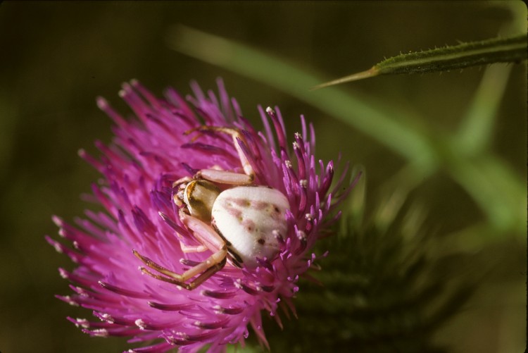 whitebanded crab spider Misumenoides formosipes