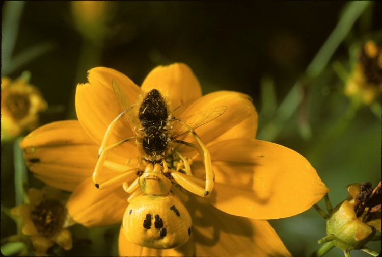 whitebanded crab spider Misumenoides formosipes